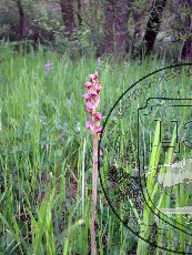 Стевениелла сатировидная 002